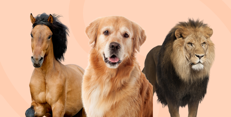 Spirit Animals of the 16 Personality Types