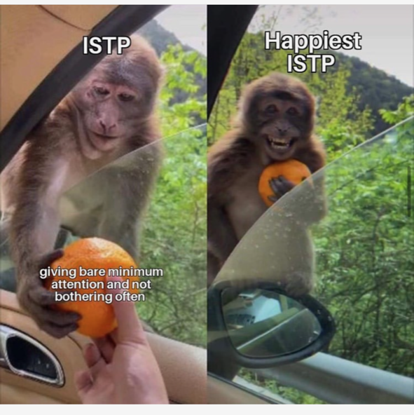 ISTP Meme introvert minimal attention