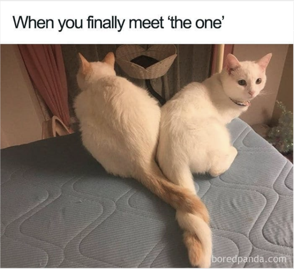 Funny Relationship memes: when you finally meet the one