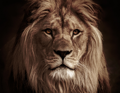Leo quotes - Lion