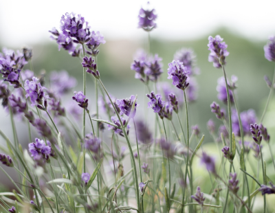 Gemini flower: Lavender