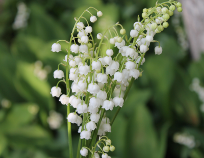 Gemini flower: Lily of the valley