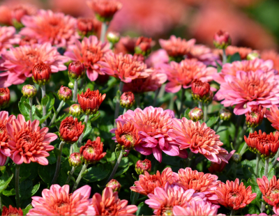 Gemini flower: Chrysanthemum 