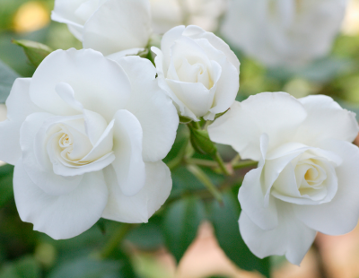 Cancer flower: white rose