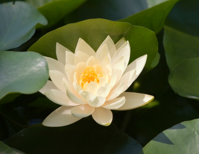 Pisces flowers: water lily