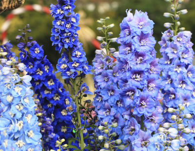 Cancer flower: Delphinium