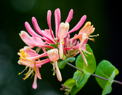 Honeysuckle