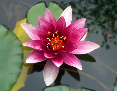 Cancer flower: Lotus