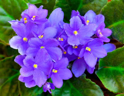 Blue violet