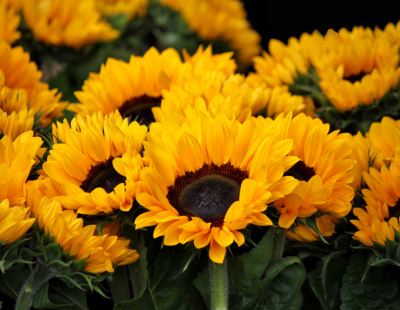 Leo flower: sunflowers