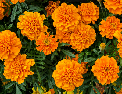 Leo flower: marigolds