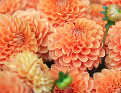 Leo flower: dahlias