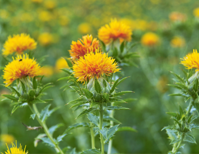 safflower