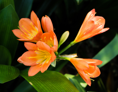 Clivias