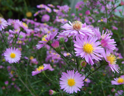 Virgo flower: Aster