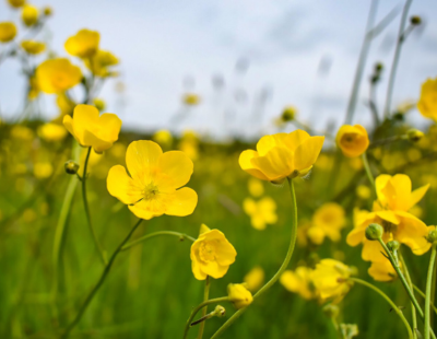 Virgo flower: Buttercup