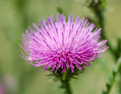 Aries flower: Thistle