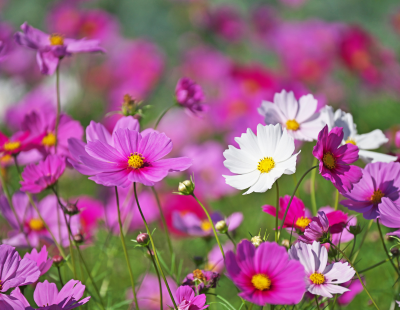 Libra flower: Cosmos