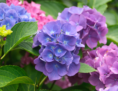 Libra flower: Hydrangea