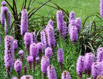 Sagittarius flower: Liatris