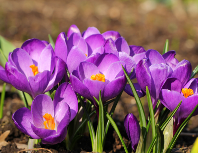 Sagittarius flower: Crocus