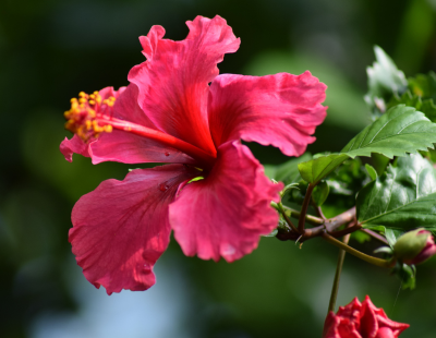 Hibiscus