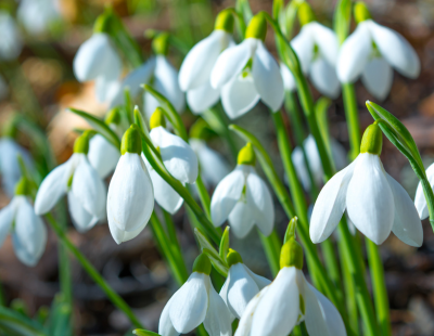 Aquarius flower: Snowdrop