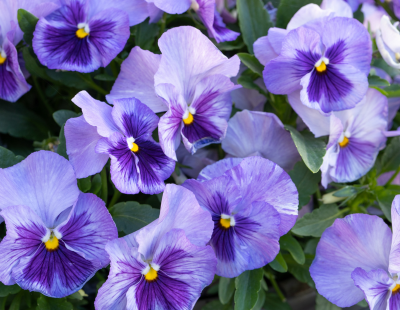 Aquarius flower: Viola