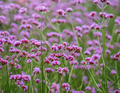 Aquarius flower: Verbena