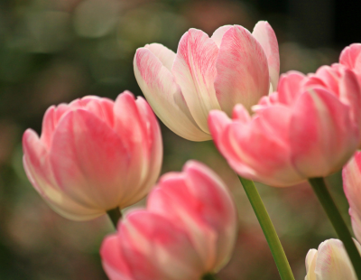 Aries flower: Tulips