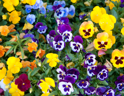 Capricorn flowers: Pansy