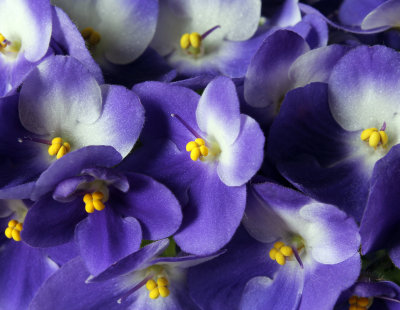 Capricorn flowers: African violet 