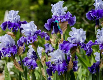 Pisces flowers: Iris