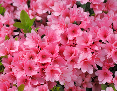 Azalea