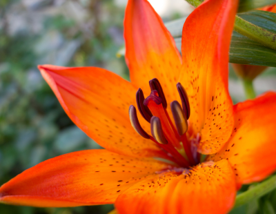 Aries flower: Tiger lily