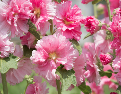 Aries flower: Hollyhock