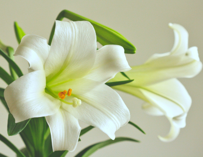 Taurus flower: Lily