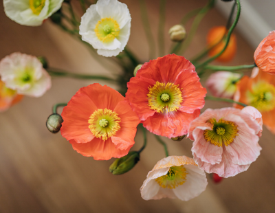 Virgo flower: Poppies