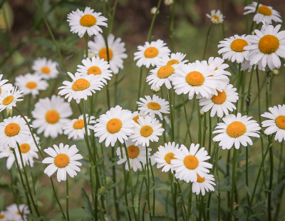 Taurus flower: Daisy