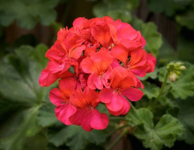 Scorpio flowers: Geranium