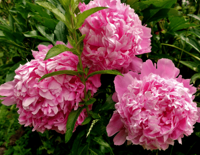 Scorpio flowers: Peony