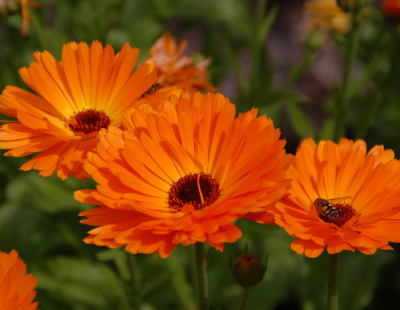 Scorpio flowers: Gerberas