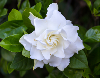 Gardenia